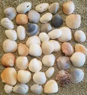 1 lb (16 US oz) 3/4" To 1" Treasure Coast Florida Sea Shells