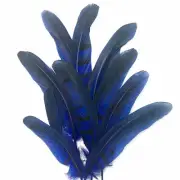 Under 6" Reeves Pheasant Tail Feather x 10 pcs - Royal Blue