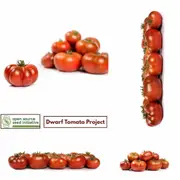 Tomato - Tasmanian Chocolate seeds