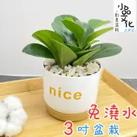 在飛比找蝦皮商城優惠-【小品文化】圓葉椒草【現貨】3吋nice免澆水盆栽 室內植物