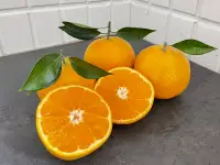 在飛比找無毒農優惠-柑橘季【無籽桶柑】天然橘果園