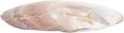 iplusmile 1Pc Creative Shell Decoration Plate Unique Natural Conch Scraper Board for Food Serving Home Decor Color Shell Material Present Choice