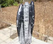 Black Fossil Orthoceras Sculpture in Matrix-3 lbs 9 ounces-8 1/2 inches tall
