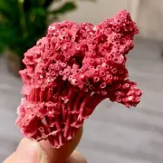 12G Natural Red coral reef Cluster Ocean Mineral Crystal Specimen