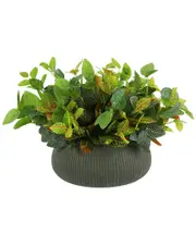 Creative Displays Outdoor Croton And Fittonia Bush