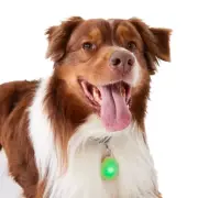 USB Rechargeable LED DOG Safety Pendant Glow Flashing Light Up Safety NIGHTLIGHT