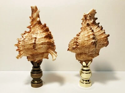 Lamp Finial-SEA SNAIL SHELL W/ Polished or Antique Brass Base (1-PC.)