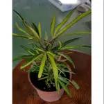 【芊蒔植物工坊】6吋黃金五爪木  綠化植物 室內植物 觀葉植物