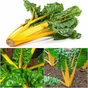 Silverbeet - Yellow Canary seeds