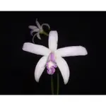 CATTLEYA CAULESCENS COERULEA