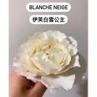 在飛比找蝦皮購物優惠-（下單前請聊聊）伊芙白雪公主 強香白色玫瑰花盆栽