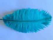 Ten (10 ) peacock blue first grade drabs ostrich feathers 28-32cm