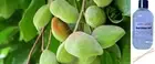 KAKADU PLUM & BUSH CUCUMBER - Reed Diffuser Refill