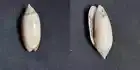 #2003 Ancilla Australis, Safety Bay, W. Australia 27.4mm sea snail shell