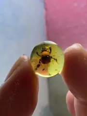 Catharsius molossus L. burmite Cretaceous Amber fossil dinosaurs era