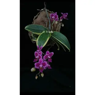 🌸八色鳥蘭園🌸蘭花品種:葉藝蝴蝶蘭