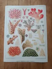 Great Barrier Reef Corals The Great Barrier Reef of Australia 1893 Poster 18x24