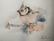 Bulbul, Birds, Watercolor artwork, Handmade, Original painting on paper