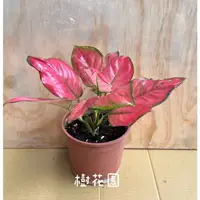 在飛比找蝦皮購物優惠-樹花園～紅蘋果粗肋草