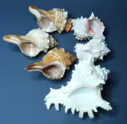 Beautiful Assorted Seashells - 6 SEA SHELLS