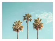 3 Palms Vinatge art canvas print