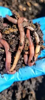 Large European Nightcrawlers-FREE Shipping (Eisenia hortensis) + worm chow