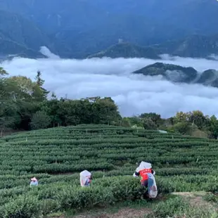 喜迎青龍年~買天池茶葉禮盒I過年送禮首選I年節禮盒I長輩及師長們最愛的高山茶禮盒I100%台灣高山茶葉I手採福壽山頂之天池高山茶葉