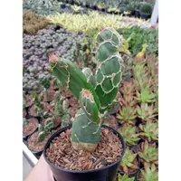 在飛比找蝦皮購物優惠-Zebrina opuntia