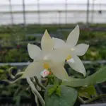 白 瑩光/紫紋 蝴蝶蘭 PHAL. VIOLACEA VAR. ALBA