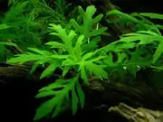 Water Wisteria Aquarium Pond Aquatic Plant Fish Tank Hygrophila Difformis