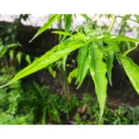 在飛比找蝦皮購物優惠-【尋植樂】憂遁草 鱷嘴花 沙巴蛇草 現剪扦插枝條