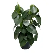 200mm Peperomia Raindrop - Peperomia polybotrya
