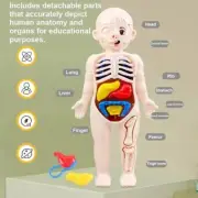 Montessori Toys Children Science Education Human Body Organ Anatomy Model Diy