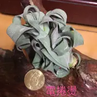 在飛比找蝦皮購物優惠-空氣鳳梨電捲燙組合E組（6個空鳳一組）沐晨空氣鳳梨