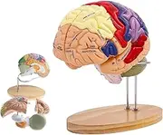 2 Times Human Brain Model Anatomy & Display Stand Life Size 9 Color-Coded Human Brain Anatomical Model for Teaching Science Classroom Study