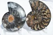 Large Black Ammonite Pair Nice Crystals 110myo FOSSIL XXXL 165mm 6.5" 9547bb