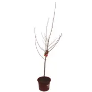 330mm Maple Jeffers Red Autumn Blaze
