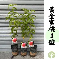 在飛比找蝦皮購物優惠-［農夫世家］🍑 黃金蜜桃1號 新品種 蜜桃 早生大果 黃肉 