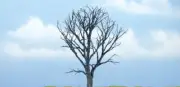 Woodland Scenics 1614 All Scale Dead Maple 4 1/4"