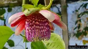 Passionfruit Sweet Lilikoi Vine (Passiflora alata)