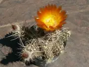 Austrocactus aff. coxii SAR 3891 - 10 seeds, seeds - VERY RARE!
