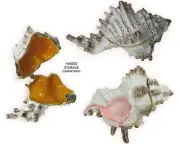 Conch Shell Jeweled Trinket Box with Austrian Crystals