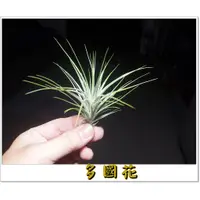 在飛比找蝦皮購物優惠-空氣鳳梨  多國花 Tillandsia stricta  