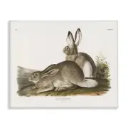 Traditional Cottage Hare Canvas Wall Art Design by Wild Apple Portfolio