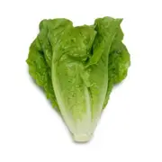Organic Cos Lettuce - Fresh, healthy organic delivery | Doorstep Organics