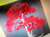 在飛比找Yahoo!奇摩拍賣優惠-特殊少見無接枝的日本品種紅楓樹槭樹名字叫初星星，紅楓樹造型小