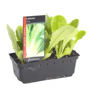 Lettuce Cos Punnet - Lactuca sativa