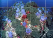 35 Tiles Art Ceramic Mural Ocean Backsplash Bath Decor Tile #288