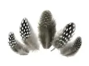 1/4 lb. Natural Guinea Hen Polka Dot Feathers Wholesale Halloween Craft Supply