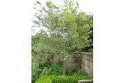 LEMON SCENTED TEA TREE / Leptospermum petersonii *AUSTRALIAN NATIVE* seeds